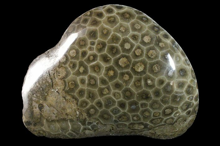 Polished Petoskey Stone (Fossil Coral) - Michigan #162073